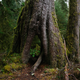 The entrance to One Square Inch through an arch in a sitka spruce that’s big enough to walk through.